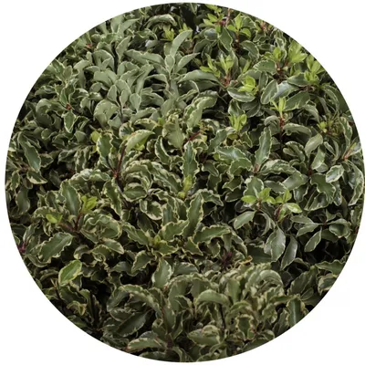 Pittosporum Nigra - Питтоспорум Нигра (Италия) - купить в Зелёный мир /  Green World