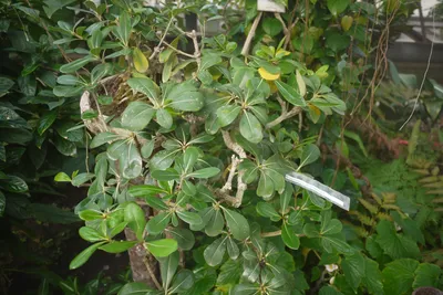 Срезанные цветы ассортимент: Питтоспорум Нигра (пучок)