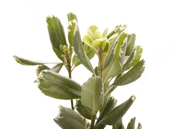 Коллекции растений ЦСБС СО РАН - Pittosporum tobira (Thunb.) W.T.Aiton –  Питтоспорум Тобира