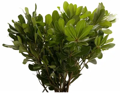 Питтоспорум Тобира Зеленое Растение — стоковые фотографии и другие картинки  Pittosporum - Pittosporum, Лист, Без людей - iStock