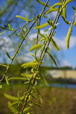 Ива белая плакучая Тристис Salix Tristis 14/16 купить в ЦМП