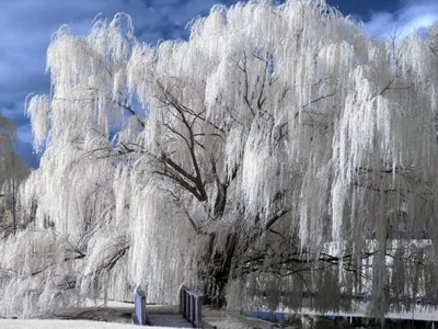 Ива белая Плакучая. Краткий обзор, описание характеристик, где купить  саженцы salix alba Plakuchaya - YouTube