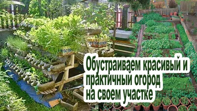 планировка огорода: 8 тыс изображений найдено в Яндекс.Картинках |  Bahçecilik, Organik bahçecilik, Bahçe tasarım fikirleri