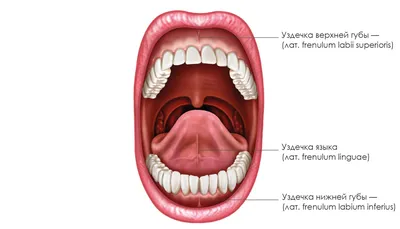 Для чего нужно подрезать уздечку на верхней губе? - Slavia.ua