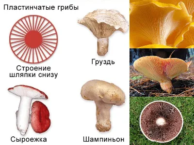 Пластинчатые грибы | Лесовичок | Дзен