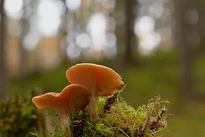 Красивые грибы летают пластинчатые грибы выросли на краю соснового леса  Стоковое Фото - изображение насчитывающей лето, природа: 143175570