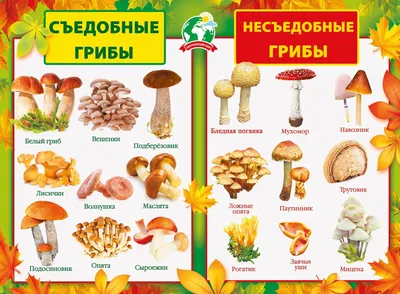 Пластинчатые грибы: как различить съедобные и несъедобные виды | Все про  сад и дачу | Дзен