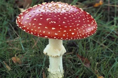 Ядовитые грибы, красные пластинчатые грибы мухы с белыми пятнами, в Au  Стоковое Фото - изображение насчитывающей крышка, взорвать: 102723716