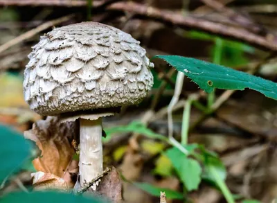 Пластинчатый красивый гриб, похожий на Белый. Съедобен или нет, и как  называется? | Нифигас | Дзен