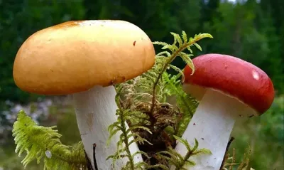 Большие пластинчатые грибы в начале лета. Зачем их различать, если собирать  не будем | Книга Грибов | Дзен