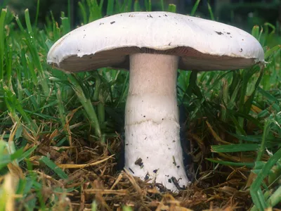 В Беларуси с начала года зарегистрировано 57 случаев отравлений грибами,  больше всего – в Гомельской области