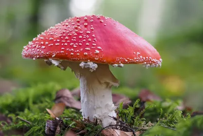 Красивый пластинчатый гриб мухи ядовитые грибы Стоковое Фото - изображение  насчитывающей гриб, цветасто: 200232060