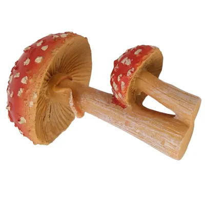 Псилоцибиновые грибы, Дикие грибы, Растения