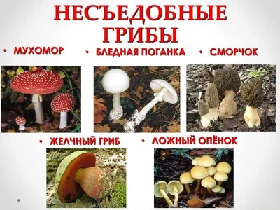 Как научиться отличать ядовитые грибы - советы токсиколога - РИА Новости  Крым, 27.08.2022