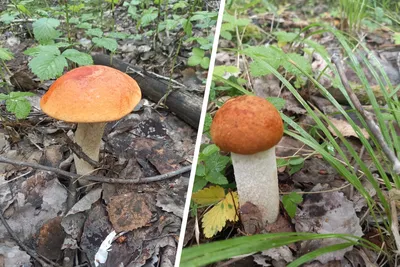 Отправляясь в лес за грибами и ягодами, помните, что многие из них ядовиты  и несъедобны. / Администрация городского округа Ступино