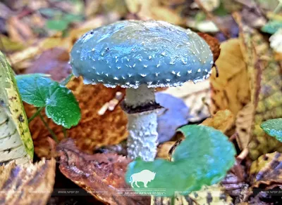 Как в лесу отличить ядовитые грибы — инструкция | 360°