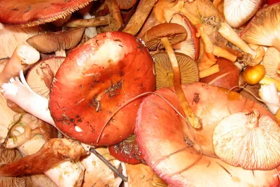 Шляпка похожа на мозги. Какие съедобные грибы можно собирать в лесах  Ленобласти в мае и как они называются - KP.RU