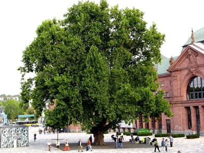 Платан фото и описание сорта 🌱 купить платан почтой недорого в Туапсе