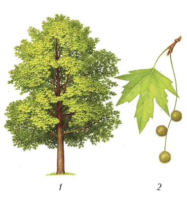 Платан восточный Кунеата (Platanus orientalis Cuneata)