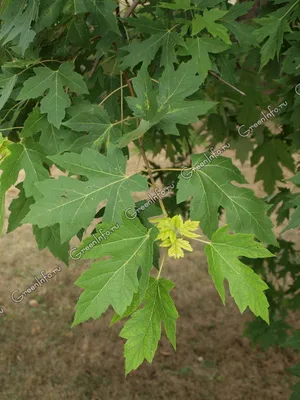 File:Platanus orientalis - immature fruit.JPG - Wikimedia Commons