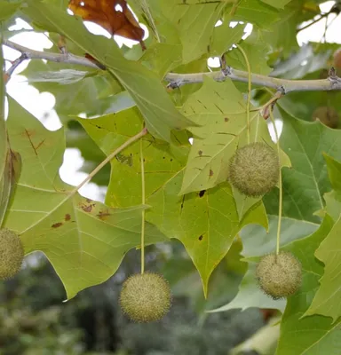 Платан восточный, Чинар, купить, Platanus orientalis, заказать почтой,  Деревья лиственные Купить растения в Ростове-на-Дону, Интернет-магазин,  питомник растений, хвойные и лиственные, уличные, плодовые и декоративные  деревья и кустарники, растения ...