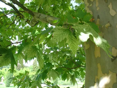 Платан восточный Минарет (Platanus orientalis Minaret)