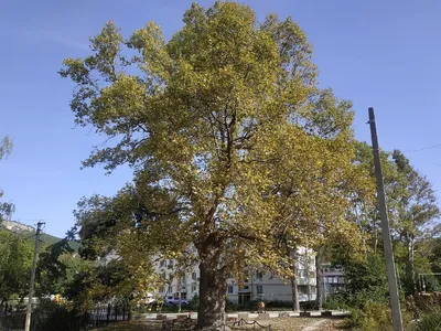 Платан кленолистный \"Acerifolia\" (Ацерифолия): купить саженцы в Москве -  Ромашкино Парк