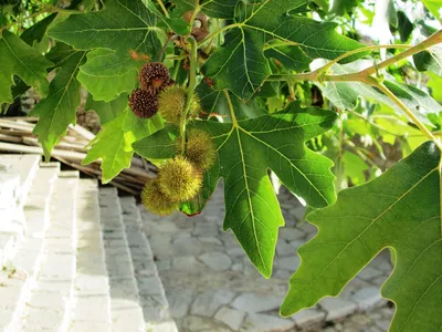 Platanus orientalis - Изображение особи - Плантариум