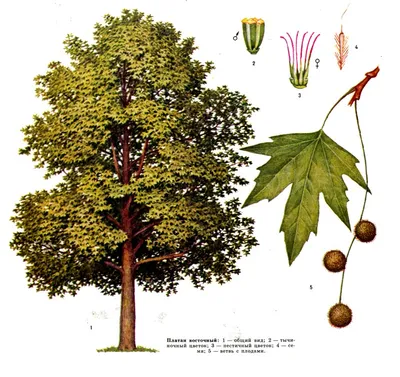 Мифы и легенды о растениях: дерево мудрости платан | Арт-альбом | Дзен