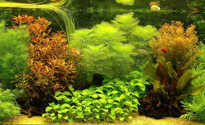 Плавающие аквариумные растения пистия и лимнобиум: 50 грн. - Аквариумистика  Днепр на Olx