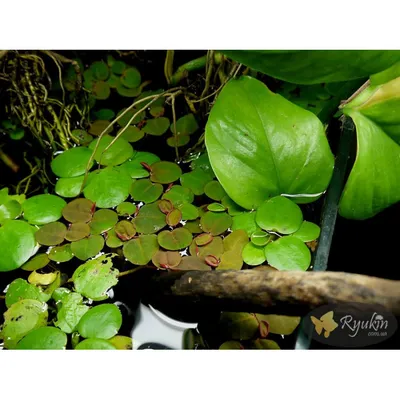 Филлантус Плавающий (Phyllanthus Fluitans) купить в интернет магазине Ryukin