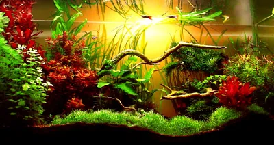Вешалка для аквариумных растений, подвесной держатель для аквариумных  растений с отверстием, плавающие пластиковые контейнеры для живых растений,  для спальни, гостиной | AliExpress