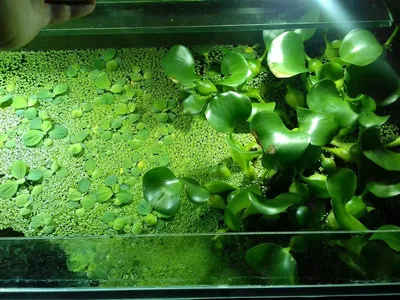 Плавающие аквариумное растение Пистия - живое растение для аквариума  (ID#1720417619), цена: 15 ₴, купить на Prom.ua