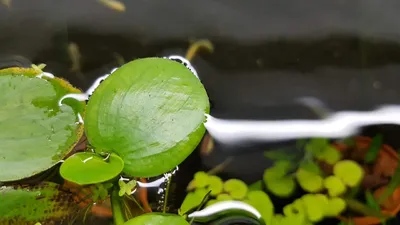 Аквариумные растения аквариум искусственные растения водный для воды  высокий заводской принт «красный зеленый большой рыбы лягушка украшения для  аквариума | AliExpress