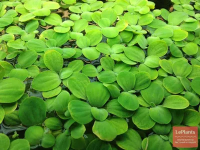 Купить аквариумные растения в Тюмени в магазине Аквамир. Более 60 видов в  наличии.