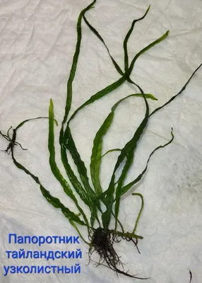 Плавающие аквариумное растение Лимнобиум: продажа, цена в Днепре. Растения,  декорации, грунты для аквариума от \"Tienda_shop\" - 1454468110