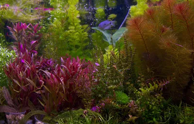 Неприхотливые аквариумные растения / фото, названия, описание - YouTube