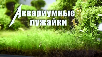 Плавающие аквариумные растения: купить с доставкой по Москве и России по  выгодной цене