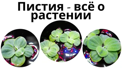 Живые аквариумные растения | Сравнить цены и купить на Prom.ua