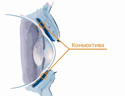 Конъюнктивит: симптомы и лечениеForPost - Здоровье |