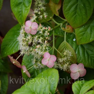 Гортензия черешковая вьющаяся (Hydrangea anomala petiolaris) - Зеленый сад
