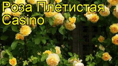 Роза плетистая Казино bn светло-желтый 5 л - Розы плетистые - Садовые розы  - Растения - Каталог - Белыйналив.рф