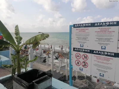 Пляж «Дельфин» г. Ялта – живописное место для отдыха, как проехать, цены,  режим работы, отзывы туристов на лето 2024