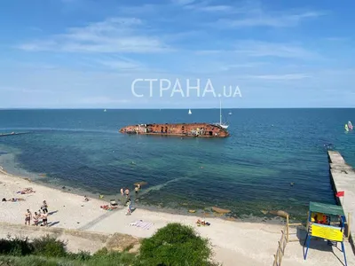 На одесском пляже нашли мертвого дельфина (фото) | Новости Одессы
