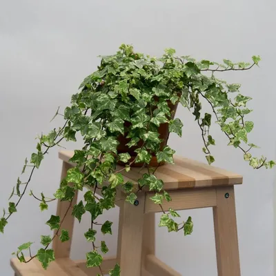 Плющ обыкновенный - Плющ - Декоративно-лиственные растения - Комнатные  растения - GreenInfo.ru