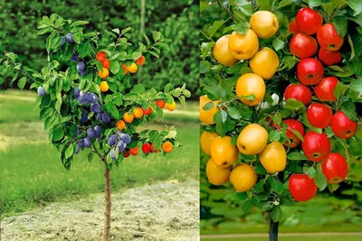 Популярные плодовые деревья и кустарники | Питомник Green Strana —  Гринстрана.ру