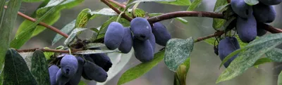 фруктовые деревья столбчатые duo-V mini материал питомник Польша