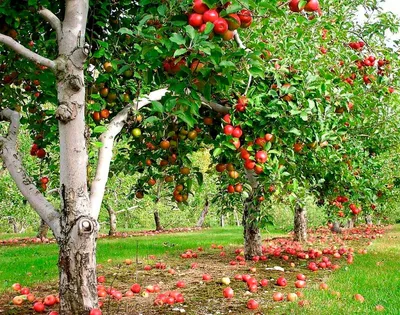 Вместо яблонь и груш: 6 небанальных плодовых деревьев и кустарников для сада