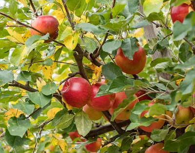 Как правильно выбрать саженцы плодовых деревьев