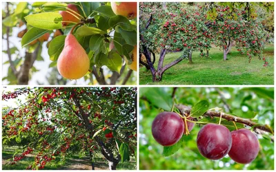 Плодовые деревья и кустарники - фото и картинки: 55 штук